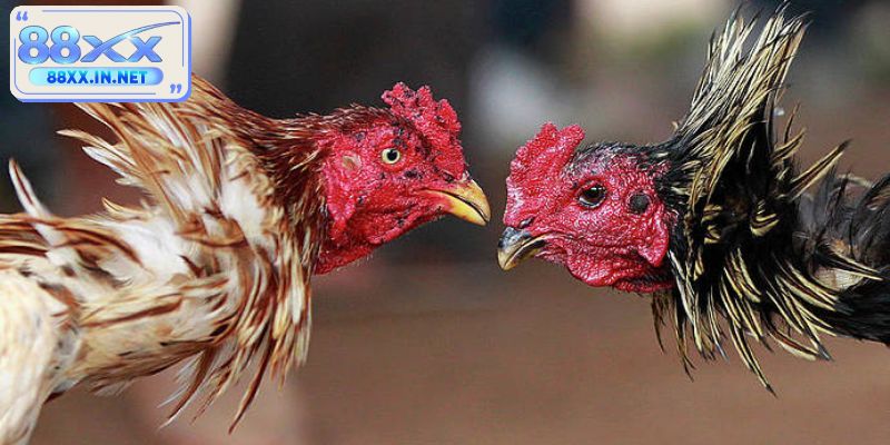 Bí quyết khi tham gia đá gà hồi mã thương