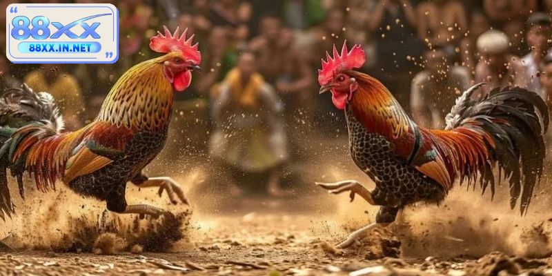 Tổng quan về hình thức đá gà hồi mã thương